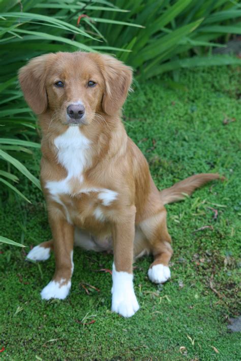Nova scotia duck tolling retriever adoption - The Nova Scotia Duck Tolling Retriever is a medium-sized breed of dog. They typically weigh between 35 to 50 pounds. They are approximately 17 to 21 inches in height, from the paws to the withers. With their gorgeous coats, they can hold their weight with a strong and small frame.